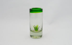 Tequilero agave